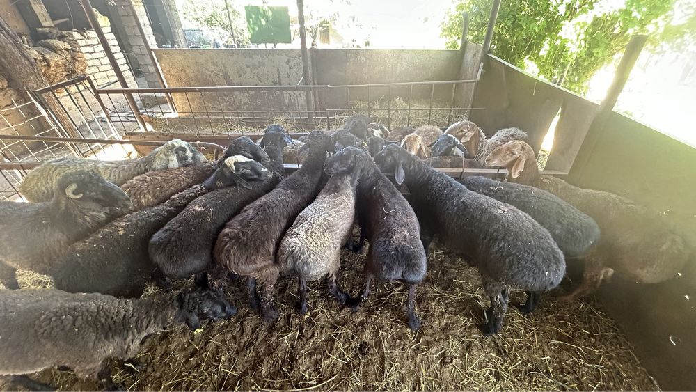 Қошқарлар семіз сатылады