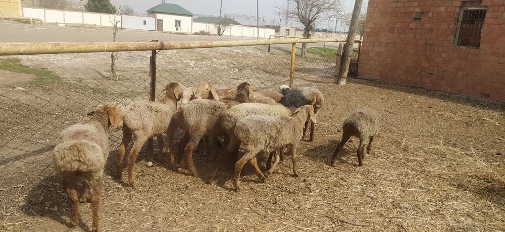 Сифатли арашан куйлари