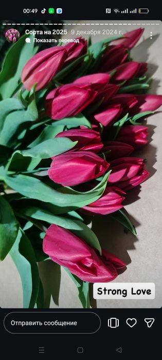 Тюльпаны свежие хороший выбор