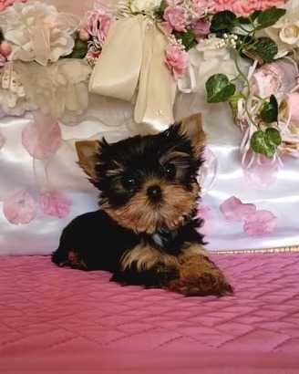 Yorkshire Terrier Mini Toy de vânzare – Pui deosebit, talie foarte mică