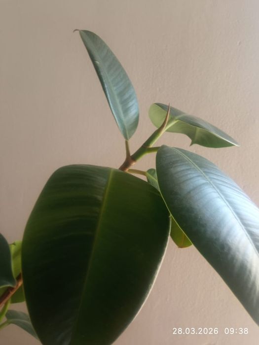 Продам шикарный Фикус