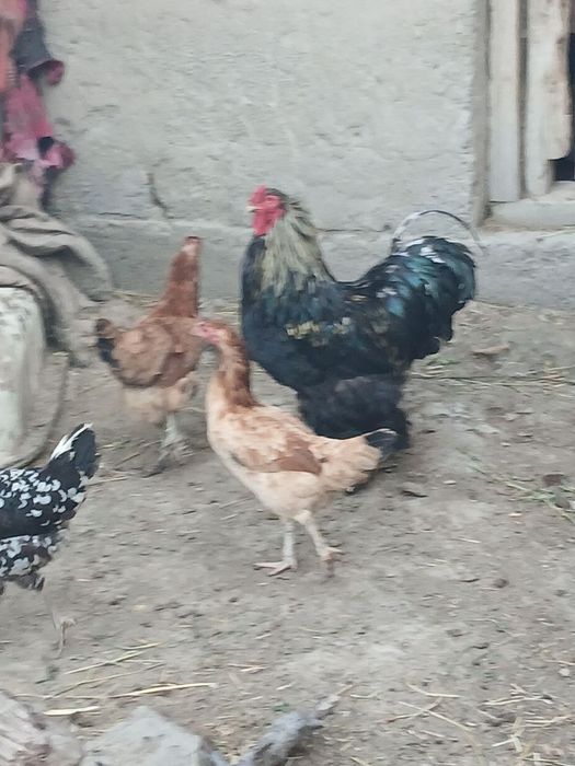 Brama xo'roz sotiladi