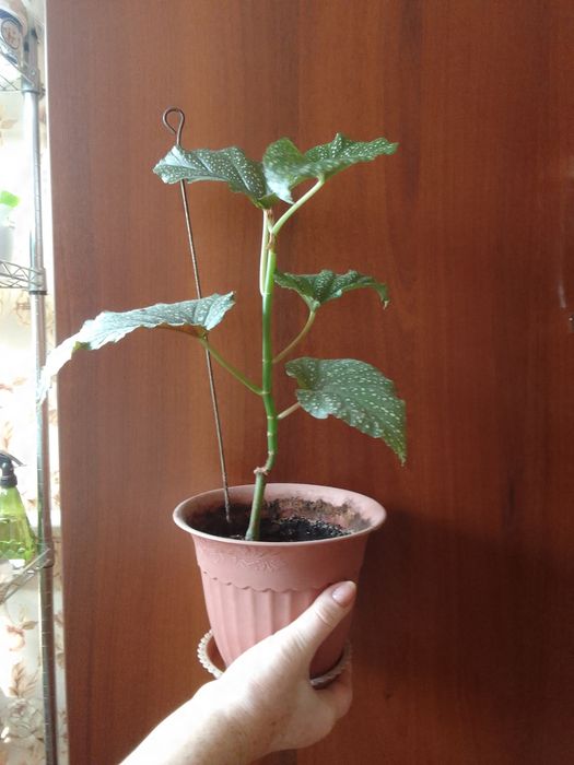 Продам цветущию бегонию