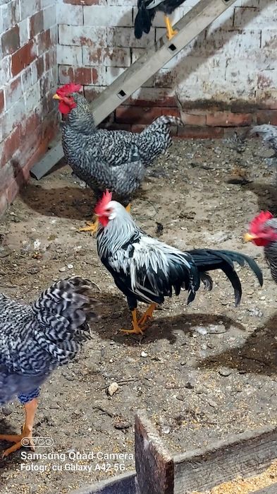 Cocosi rasă Plymouth rock barat și Leghorn Italiene