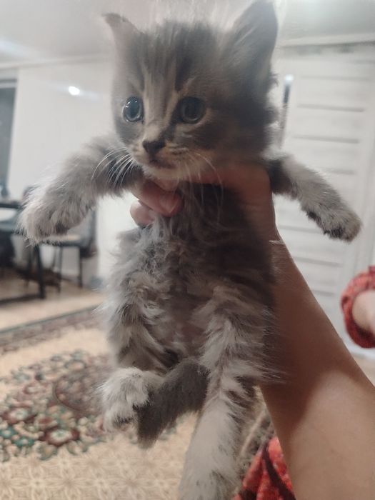 Отдам котят в хорошие добрые руки