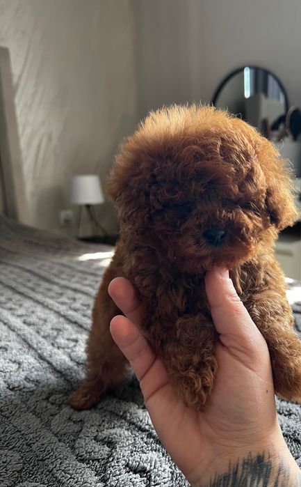 Пудел Teacup Toy