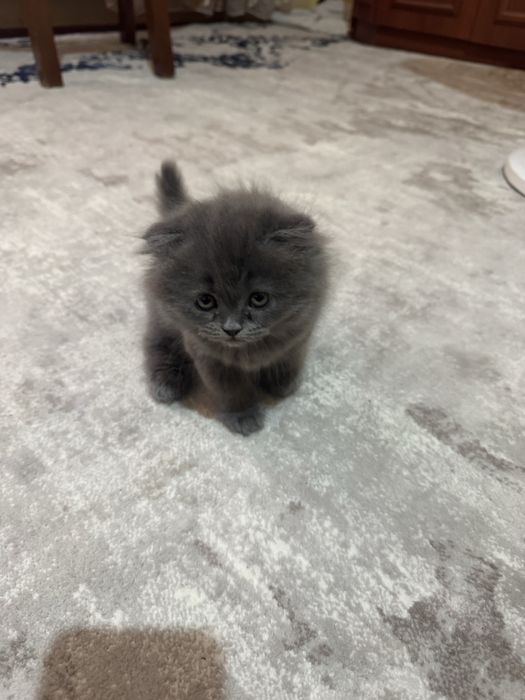 Продаем породистых кошечек