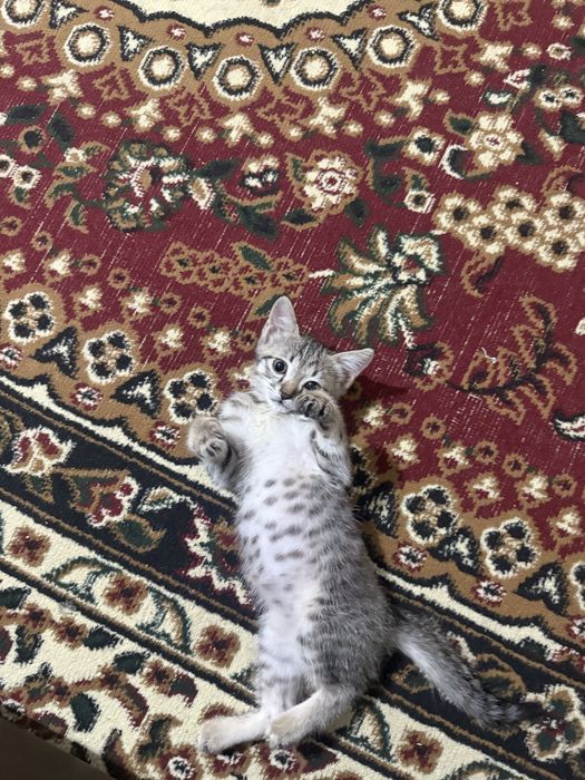Оддам котенка очень ласковый