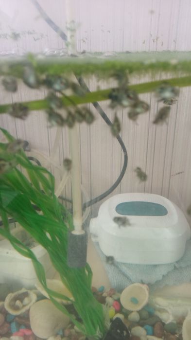 Рыба аквариум , мольки