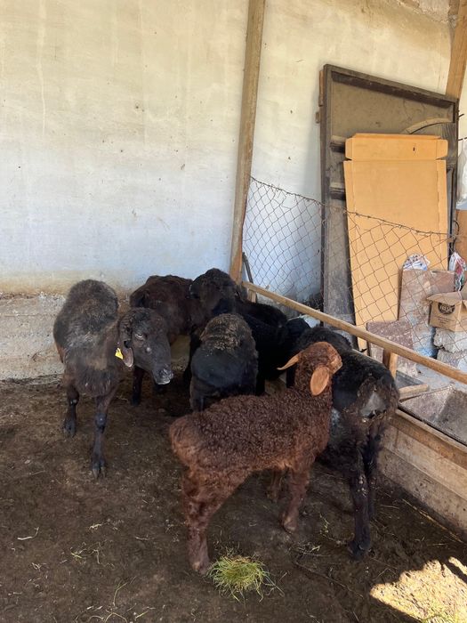 Қозылы қойлар сатылады