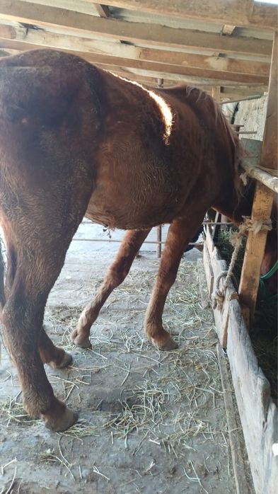 Продам байтал 3 года