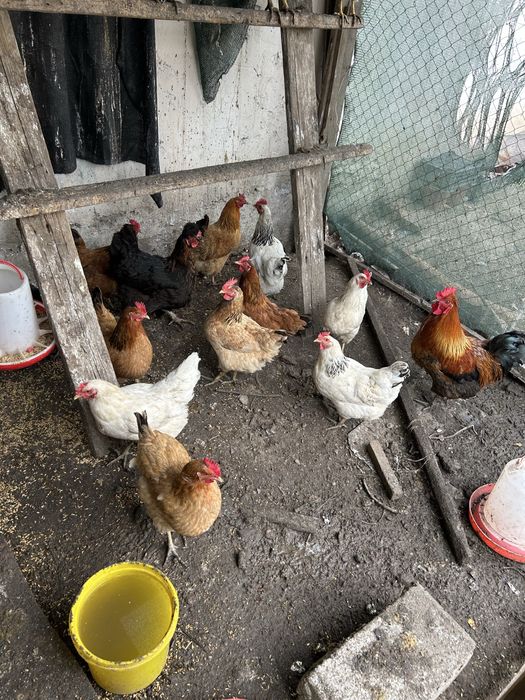 Куры Адлер,кучин,голашейка и.д