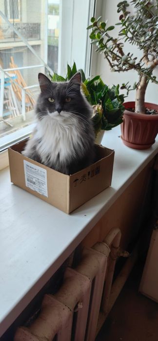Ищем кота Семена