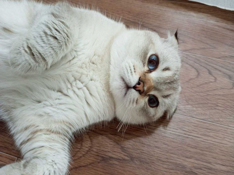 ВЯЗКА. Кот породы Сибирская вислоухая