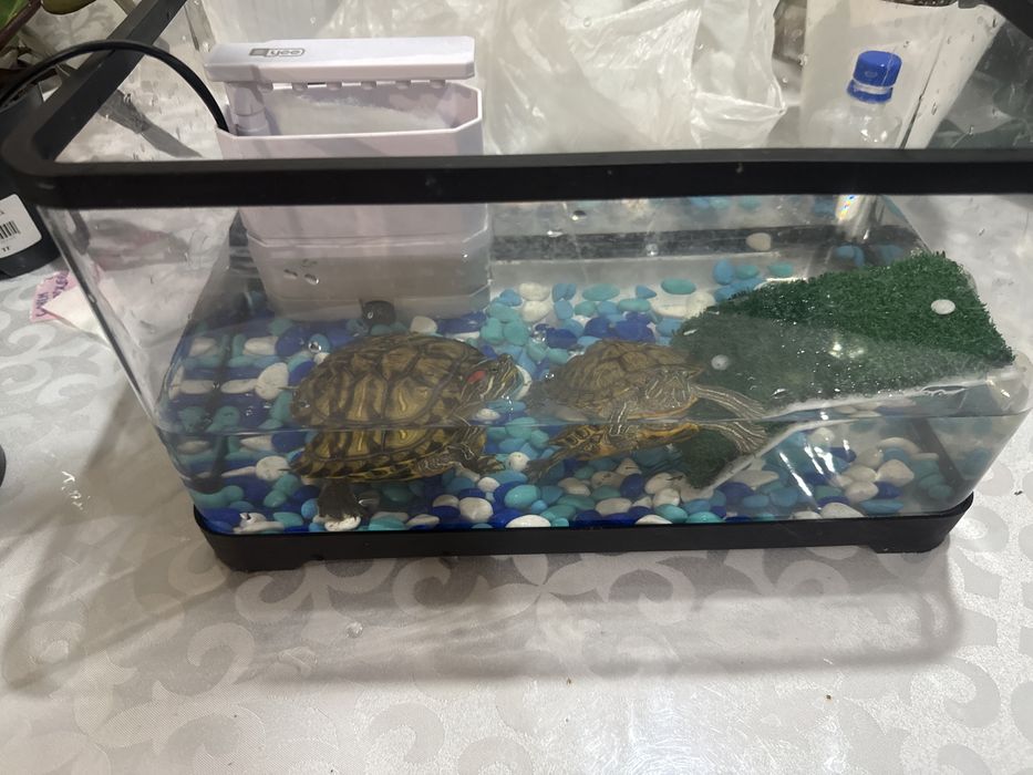 Продам двух красноухих черепах