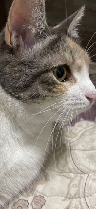 Отдадим в добрые и ответственные руки красивую кошечку. Стерилизована