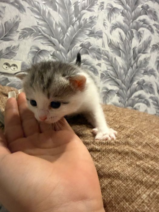 Отдам котят девочки остались