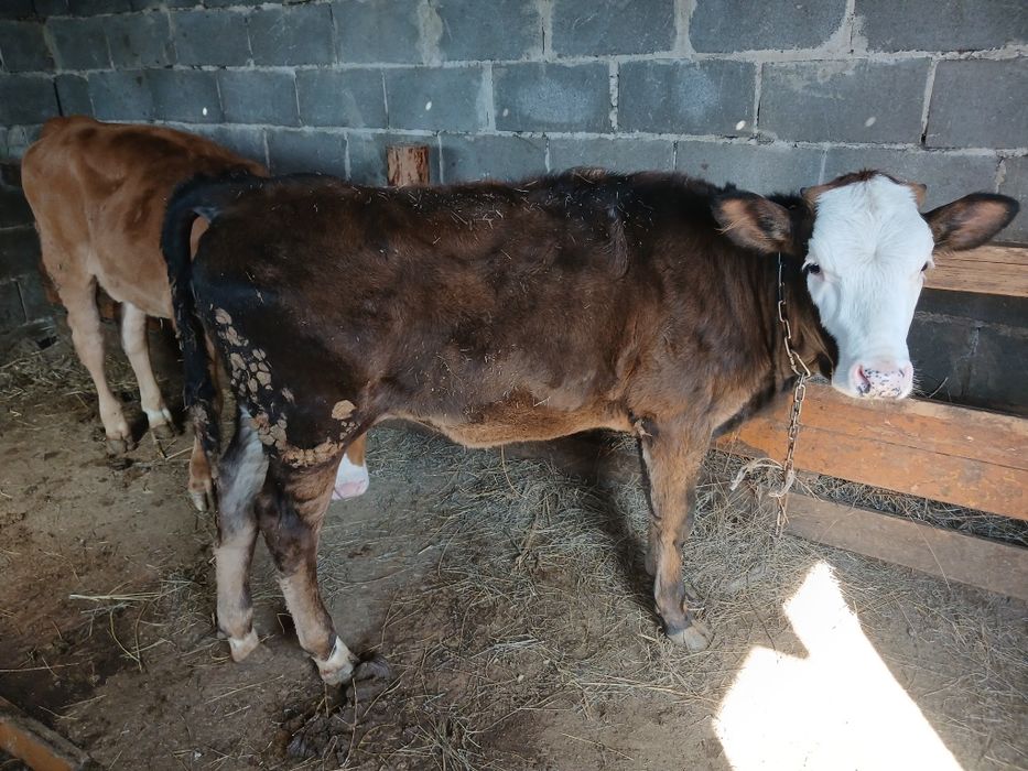 Продам 2телочки 7месяцев