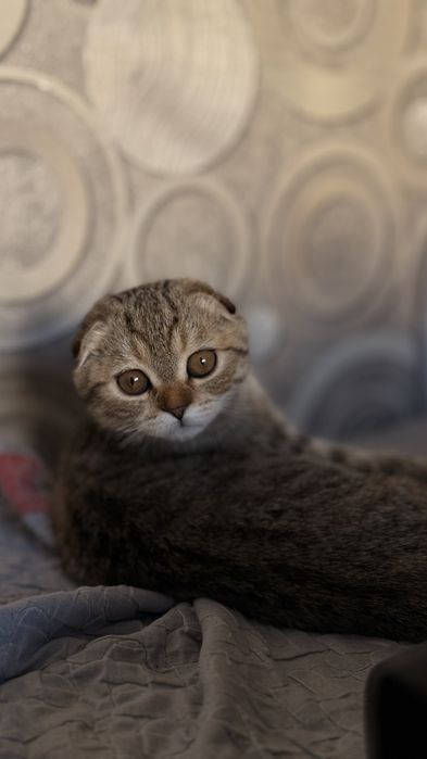 Скотиш фолд девочка