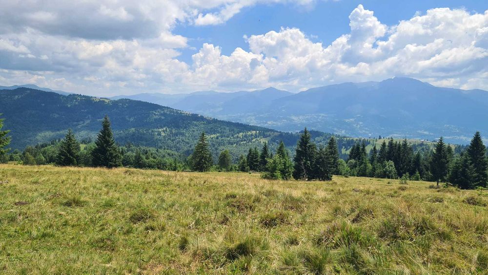 Vand teren 47.8 HA intravilan + extravilan Moisei/Viseu