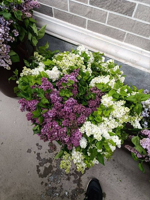 Сирень - сезон открыт