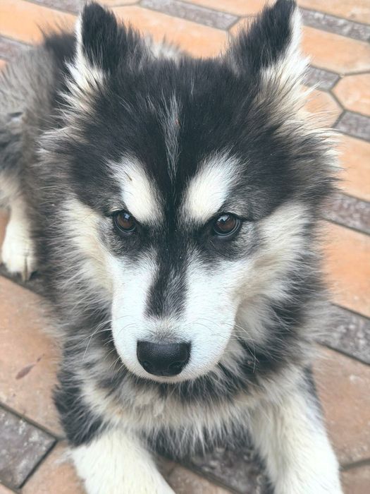 Сибирский Хаски кучуги 4 ойлик