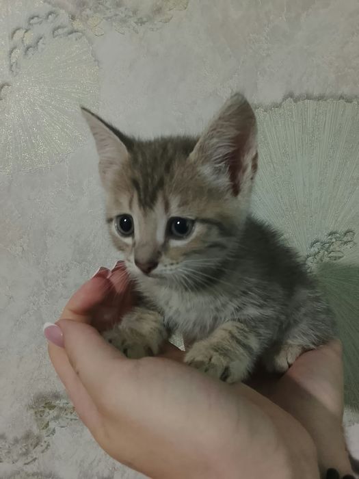 Отдам котят степной породы