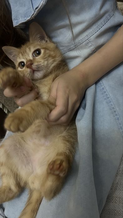 Рыжый котенок девочка