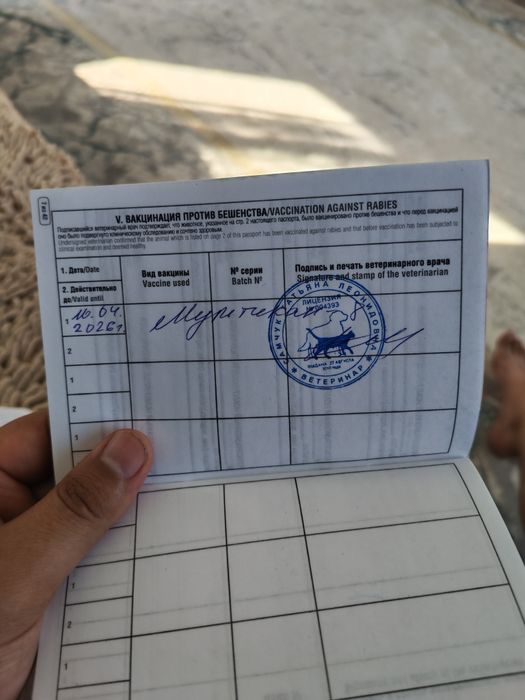 Продам щенка овчарки