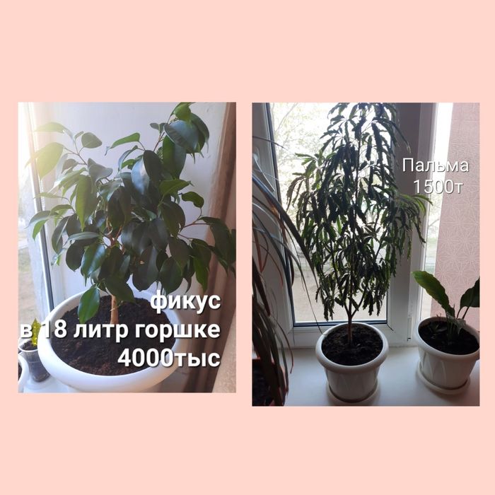 Продам цветы комнатные