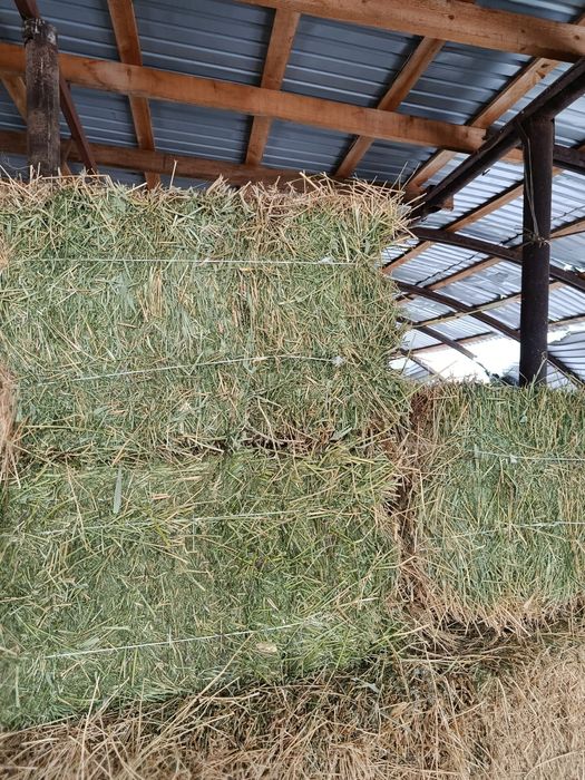 Сено люцерна продам