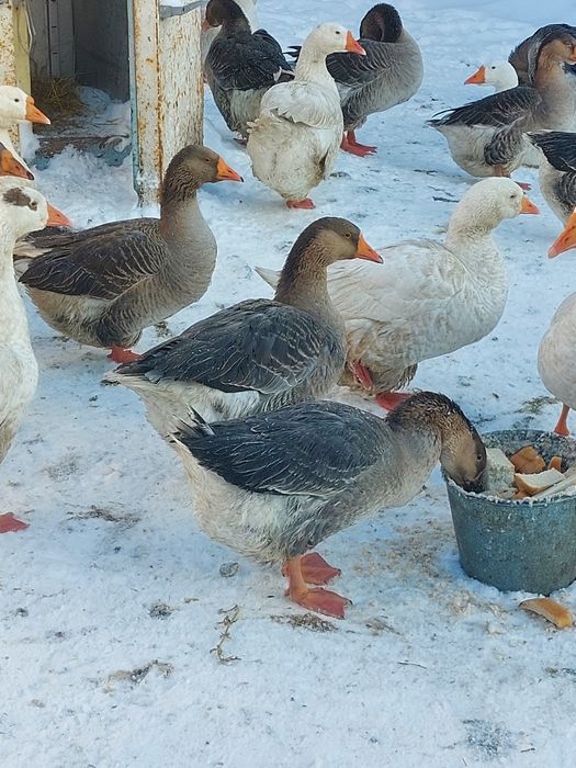 Гуси  домашние  молодые