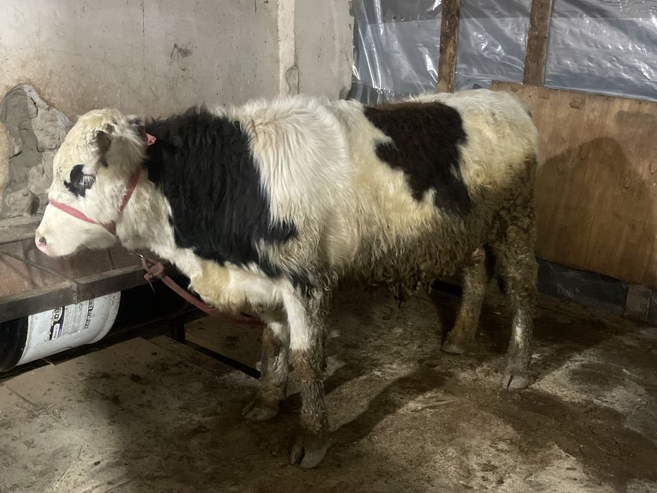 Өгіз бұқа еркек бұзау