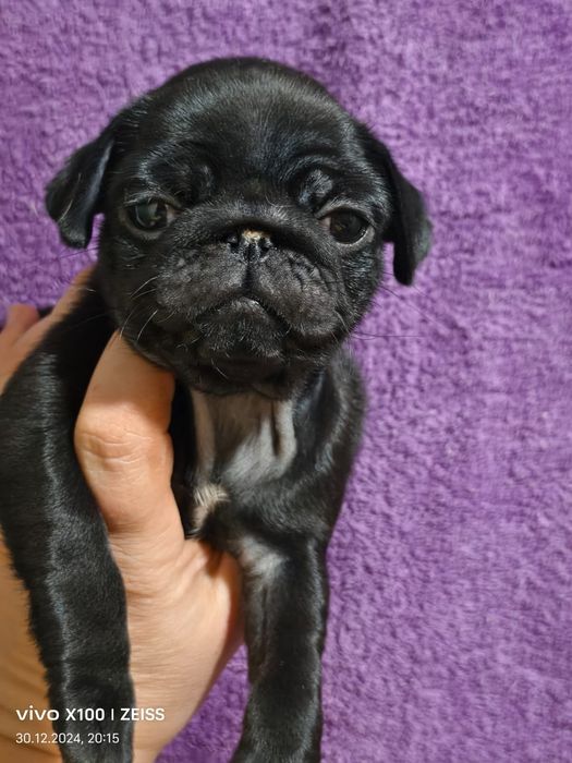 Очаровательные щенки мопса.