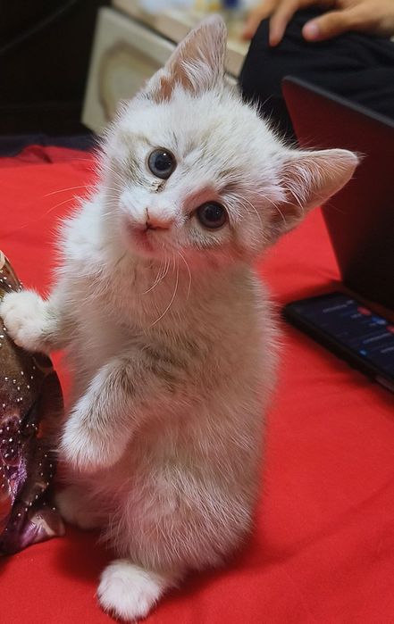 Срочно продаётся Сиамская кошка