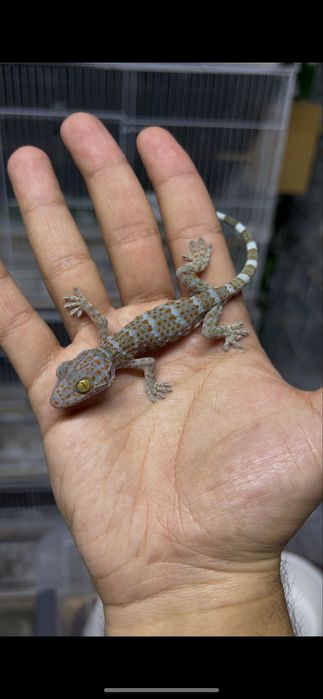 Гекконы токи малыши