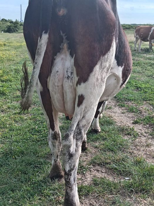 Vaca Holstein foarte buna de lapte