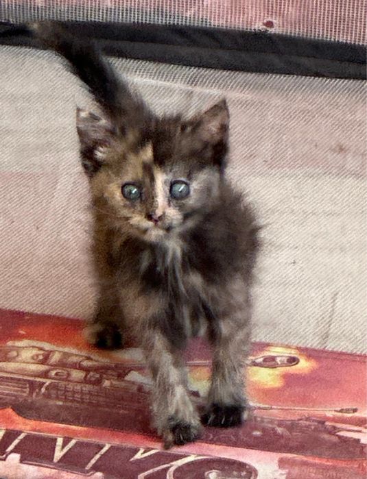 Котята домашние отдадим