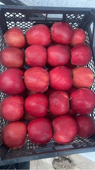 Продаж яблоко американка