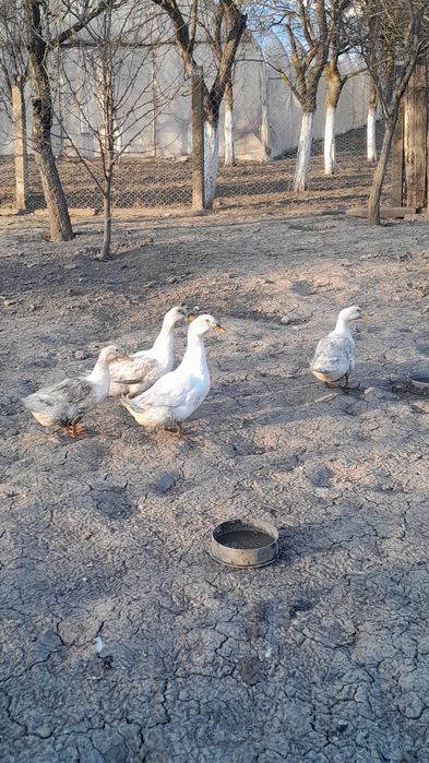 Vând 3 rațe și un rățoi pekin și 2 cocoși
