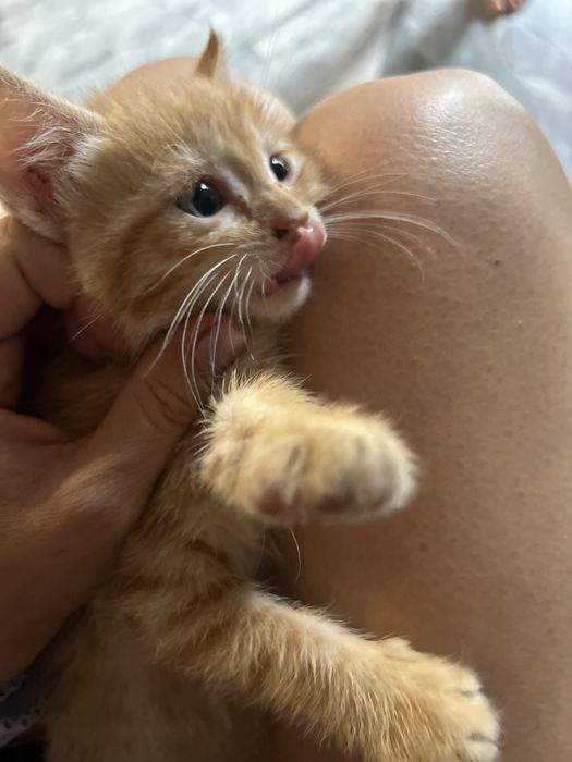 Котята в доьрые руки !!!