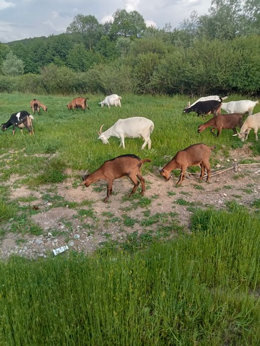Capre și ieduțe alpin, sanen, metis nubian
