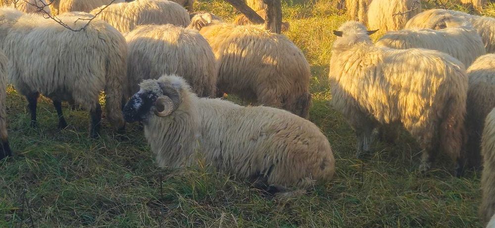 Oi de vanzare -Neamt