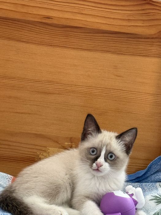 Милый котенок девочка ищет дом!