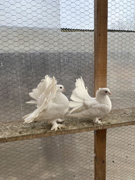 Pui de voltati Indieni și maghiari!