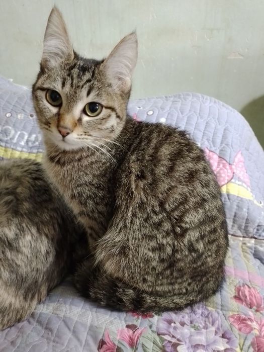 Котята подростки, мальчик и девочки, им по 7 месяцев