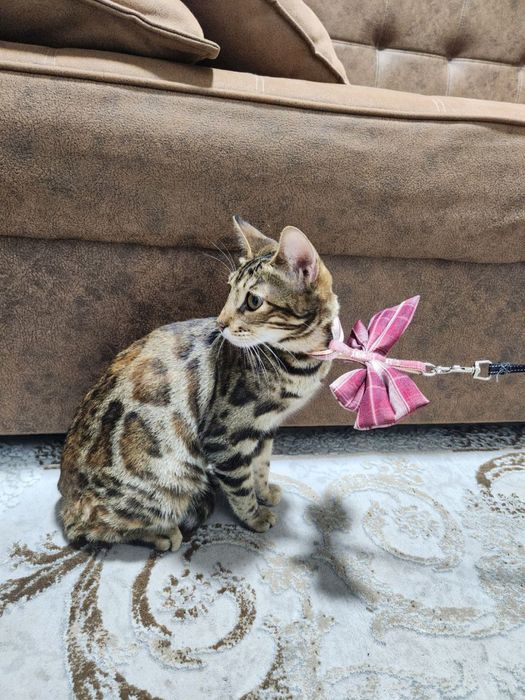 Bengalsky mushuk srochni sotiladi !!!