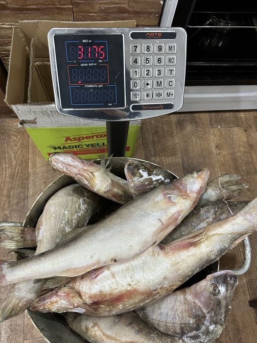 Продам свежие Судаки Оптом