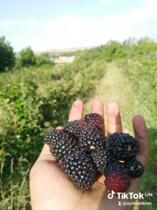 Ежевика Блэк джем