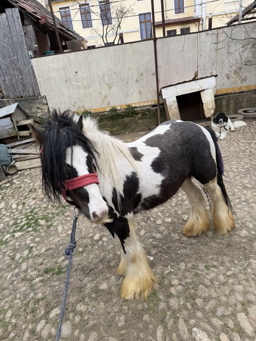 Gipsy Vanner 1,20m